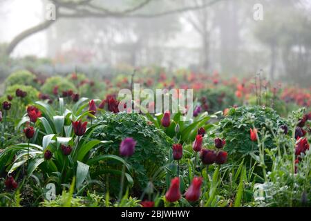 tulipa jan reus,tulipano,tulipani,mix,combinazione mista,border,bed,red,purple,mix,combinazione piantagione mista,schema,bordo,bordi,letto,letti, Foto Stock