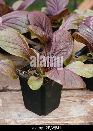 Cavolo di nappa rosso 'scarlette F1' (Brassica rapa subsp. Pekinensis) Foto Stock