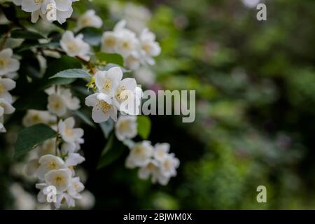 Jasmine fiore che cresce sul cespuglio in giardino con il sole Raggi e bokeh.Spring fiorisce nel giardino gelsomino bush.Tender gelsomino fiori su verde sfocato Foto Stock