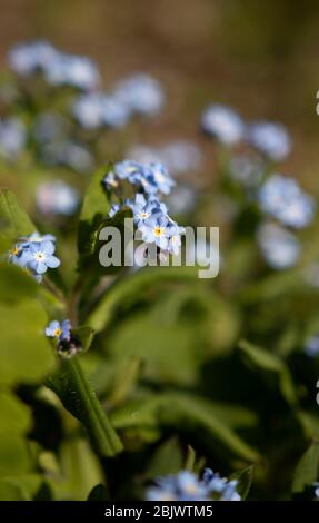 Forget Me Nots Foto Stock