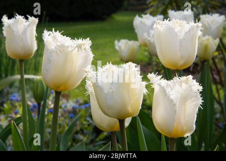 Primo piano gruppo di tulipani bianchi frangiati, Tulipa 'Luna di Miele', fiori retroilluminati dal sole serale al confine con il giardino. Prato sfocato sullo sfondo. Foto Stock