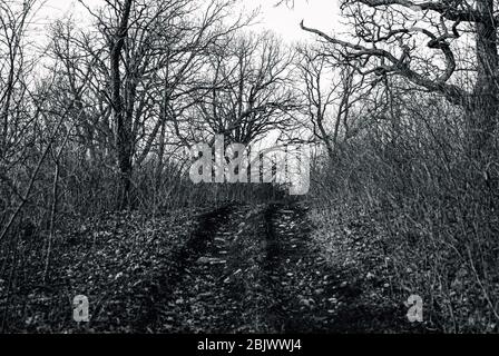 Diversi rami di albero Twisted che sono silhouetted lungo il sentiero scuro Foto Stock