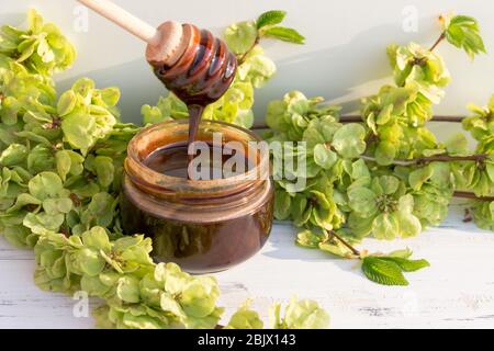 Un vasetto di miele al cioccolato con cucchiaio su fondo bianco con rami verdi. Foto Stock