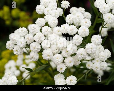 Doppio fiore bianco massaggiato del respiro incallito annuale del bambino, Gypsophila paniculata "nowflake" Foto Stock