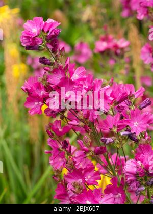 Fiori rosa brillante e centrati bianchi della perenne prateria mallow, Sidalcea 'Party Girl' Foto Stock