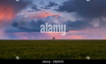 Un'alba calda su un campo agricolo aperto con un ampio sole e una silhouette di alberi Foto Stock