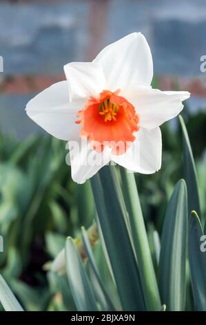 Primo piano dettaglio del fascino rosa di Narcissus in primavera. Il fascino rosa è un bianco & salmone rosa divisione 2 grande copped completamente duro molla che fioritura daffodil Foto Stock