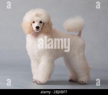 cucciolo di palpetto standard in piedi Foto Stock