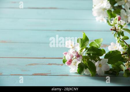 Primo piano su fresco bianco primavera fiorito con sfumature rosa con giovani foglie verdi che formano un bordo laterale su rustico blu dipinto in legno con spazio copia Foto Stock