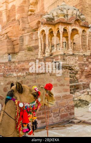 JODHPUR, INDIA – DEC. 02, 2019: Cammello colorato vicino Mehrangarh, Jodhpur. La popolazione di cammelli nel Rajasthan è approssimativamente tre lakh. Foto Stock