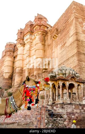 JODHPUR, INDIA – DEC. 02, 2019: Cammello colorato vicino Mehrangarh, Jodhpur. La popolazione di cammelli nel Rajasthan è approssimativamente tre lakh. Foto Stock