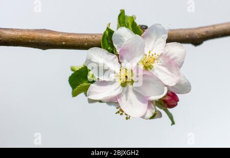 Ramificazione con fiore di mela su sfondo chiaro. Foto Stock