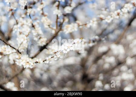 Albero di albicocca in primavera fioritura. Fiori morbidi Foto Stock