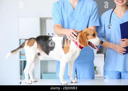 I veterinari esaminando cute cane in clinica Foto Stock