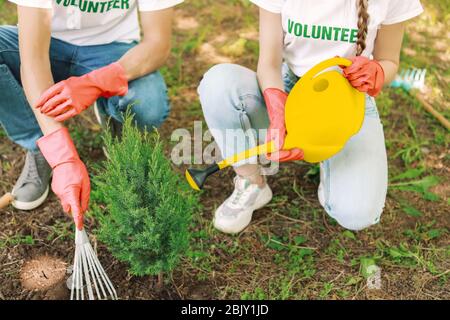 Volontari piantare in posizione di parcheggio Foto Stock