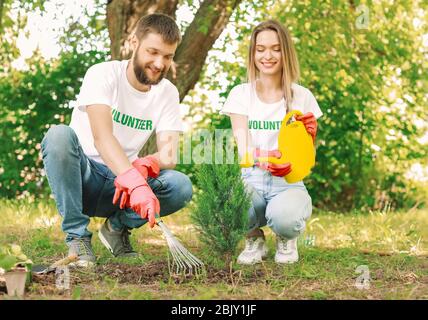 Volontari piantare in posizione di parcheggio Foto Stock