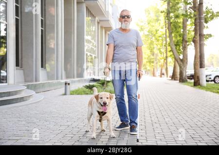 Blind uomo maturo con cane guida all'aperto Foto Stock