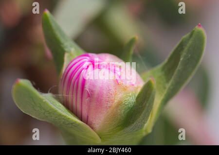 Primo piano di un germoglio di fiori del fico di hottentot (Carpobrotus edulis) in cui si trovano le foglie carnose di questa specie di piante della famiglia Aizoaceae Foto Stock