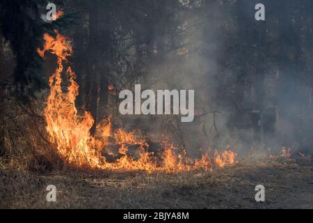 Fuoco di terra che brucia il underscory lungo il bordo della foresta di abete rosso in una riserva naturale Foto Stock