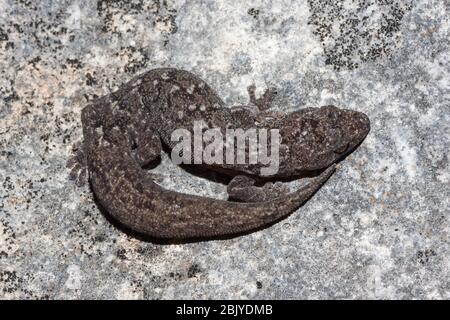 Gecko marmorizzato Foto Stock