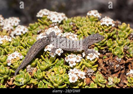 Gecko marmorizzato riposato sulla Kangaroo Island Bush Foto Stock