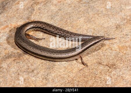 Bougainville Skink riposa sulla roccia Foto Stock