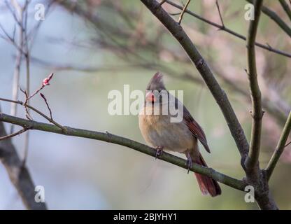 Cardinale del Nord, cardinalis, arroccata su prugne in primavera Foto Stock