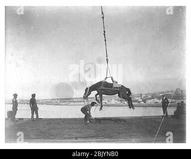 Sollevamento di un cavallo probabilmente dal ponte della nave da lavoratori afro-americani Alaska circa 1900 (HESTER 345). Foto Stock