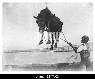 Sollevamento di un cavallo probabilmente dal ponte della nave da lavoratori afro-americani Alaska circa 1900 (HESTER 346). Foto Stock