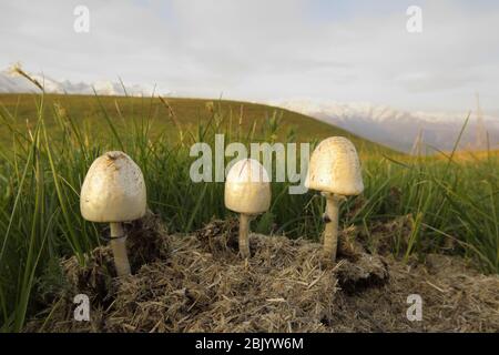 Un cappuccio di inchiostro funghi che crescono su vecchio concime di vacca Foto Stock