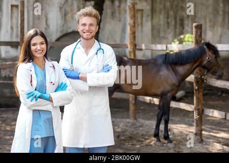 I veterinari nel paddock con cavallo in agriturismo Foto Stock