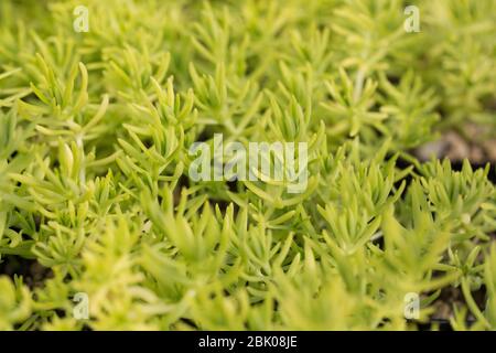 Angelina stonecrop (Sedum rupie 'Angelina'). Foto Stock