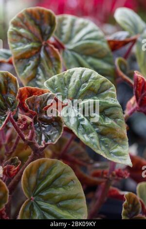 Begonia 'thurstonii'. Foto Stock