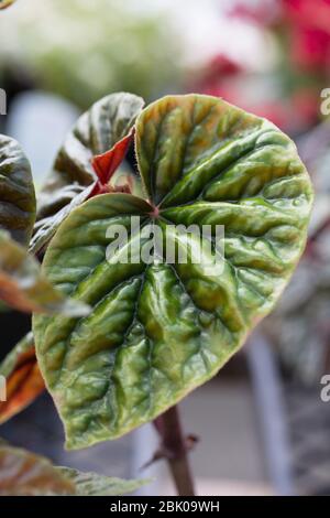 Begonia 'thurstonii'. Foto Stock