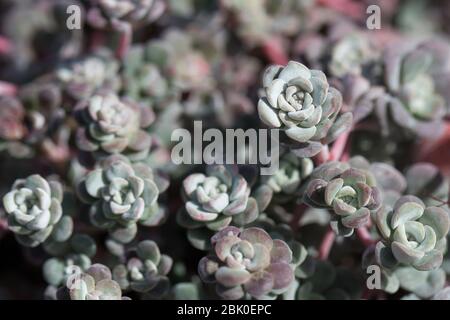 Primo piano di Sedum spathulifolium 'Cape Blanco'. Foto Stock