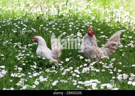 Polli Serama in erba e margherite. Foto Stock