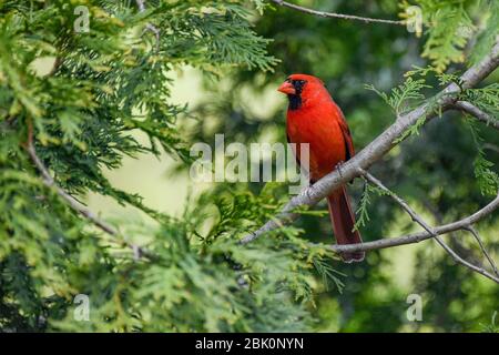 Un maschio rosso brillante Cardinale Cardinalis cardinalis - arroccato in un albero - cardinale americano / redbird negli Stati Uniti orientali - uccello rosso Foto Stock