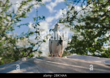 Colomba bianca seduta sul tetto di gazebo a baldacchino sotto i rami di alberi contro un cielo blu nel cortile e. illuminato dal sole estivo Foto Stock