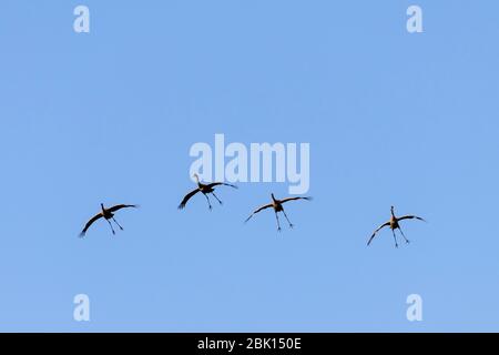 Gru comuni (Grus grus), quattro uccelli adulti in volo davanti allo sbarco, Altenpleen, Mecklenburg-Vorpommern, Germania Foto Stock