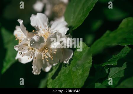 fiori bianchi di gelsomino luminosi ricoperti di rugiada mattutina su uno sfondo di foglie verdi. Macro di messa a fuoco selettiva con DOF poco profondo Foto Stock