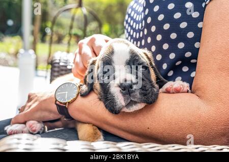 4 settimane giovane purebred dorato cucciolo tedesco boxer cane in braccio donne. Foto Stock