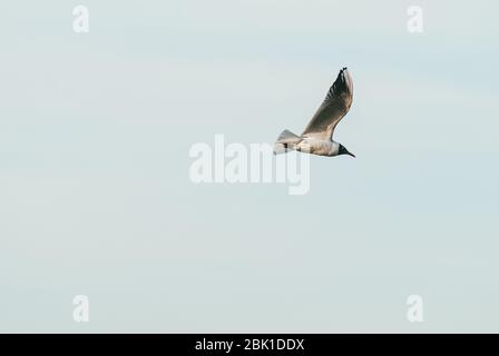 Solitario gabbiano che vola nel cielo primaverile contro il cielo blu sfondo Foto Stock