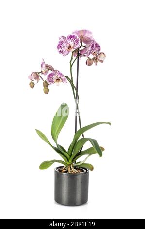 La tignola orchidee davanti a uno sfondo bianco Foto Stock