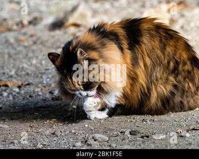 Un lungo gatto randagi con capelli si pulisce lungo un sentiero in un parco forestale nella prefettura centrale di Kanagawa, Giappone. Foto Stock