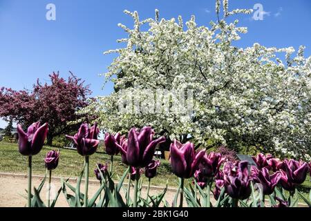 Giardini botanici Praga Troja nel mese di aprile Foto Stock