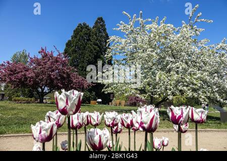 Giardino botanico di Praga in aprile, tulipani a strisce Troja botanicka zahrada Foto Stock