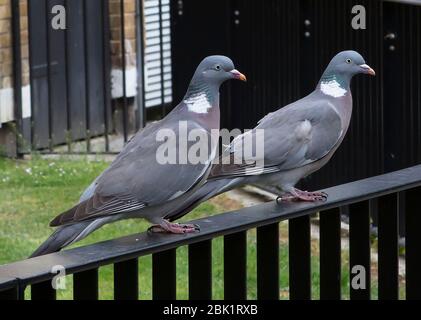 Due piccioni seduti su una recinzione Foto Stock