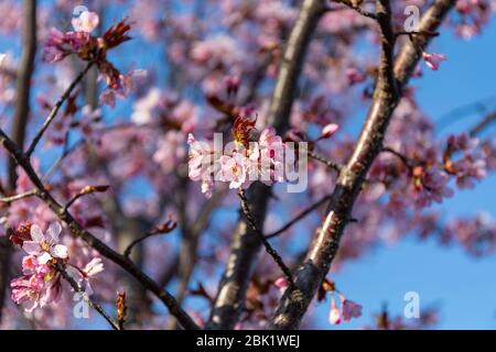 Primo piano di fiori di ciliegia rosa contro il cielo blu. Messa a fuoco selettiva. Foto Stock