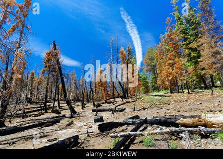 Foresta dopo un'ustione controllata nel Bryce Canyon National Park Foto Stock