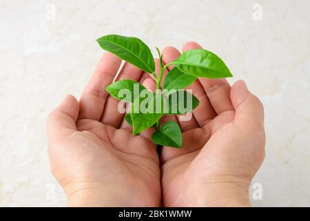 Germoglio giovane con foglie verdi in palmi mano donna. Crescita di una nuova attività o di una nuova vita e simbolo del concetto di protezione della natura e dell'ambiente. Foto Stock